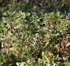 Teucrium cubense