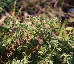 Teucrium cubense