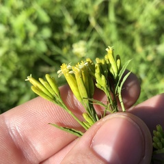 Tagetes minuta