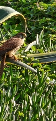 Falco tinnunculus