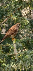 Falco tinnunculus