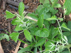 Rubus cuneifolius