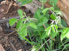 Rubus cuneifolius
