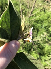 Solanum campylacanthum