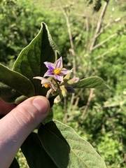 Solanum campylacanthum