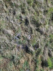 Branta leucopsis