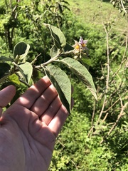 Solanum campylacanthum