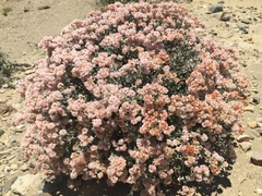 Eriogonum pondii