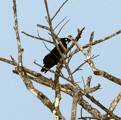 Macheiramphus alcinus