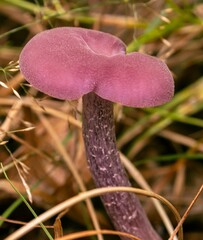 Laccaria amethystina
