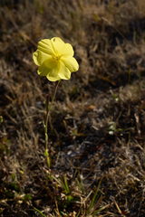 Oenothera pubescens