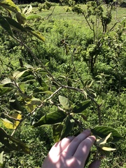 Solanum campylacanthum