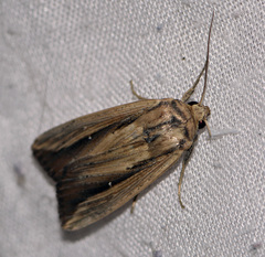 Leucania stenographa