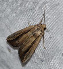 Leucania stenographa