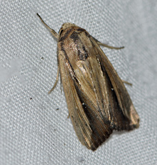 Leucania stenographa