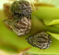 Membracidae