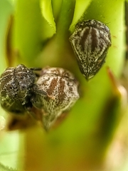 Membracidae