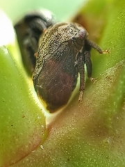 Membracidae