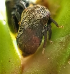 Membracidae