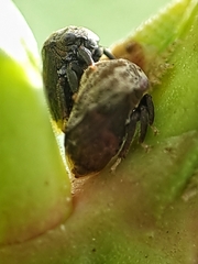 Membracidae