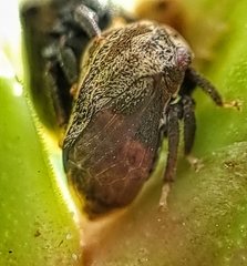 Membracidae