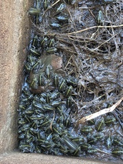 Pyxicephalus adspersus