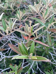 Croton linearis
