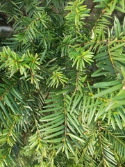 Taxus cuspidata