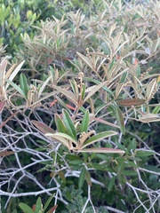 Croton linearis
