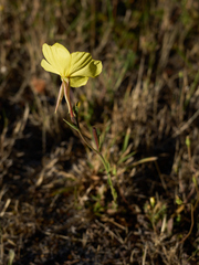 Oenothera pubescens