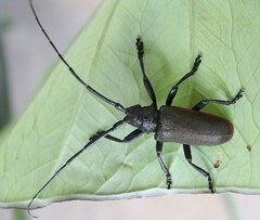 Ceroplesis ferrugator