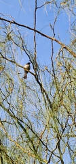 Pycnonotus barbatus