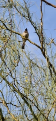 Pycnonotus barbatus