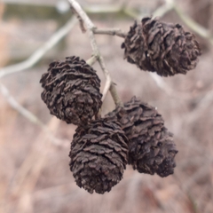 Alnus maritima