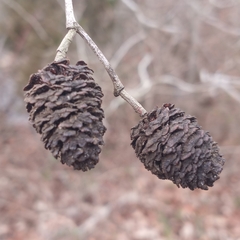 Alnus maritima