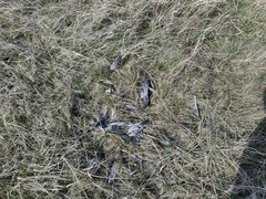 Branta leucopsis