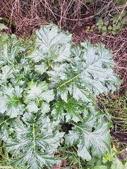Acanthus mollis