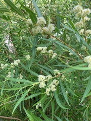 Metrosideros angustifolia
