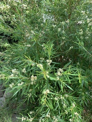 Metrosideros angustifolia