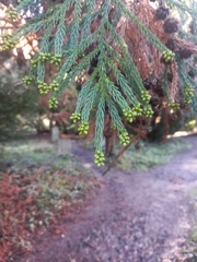 Cryptomeria japonica