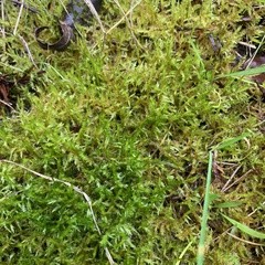 Calliergonella cuspidata