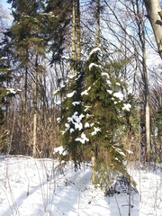Picea orientalis