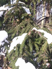 Picea orientalis