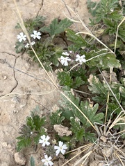 Glandularia quadrangulata