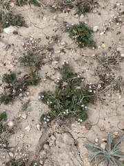 Glandularia quadrangulata