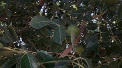 Sclerocarya birrea caffra