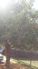 Sclerocarya birrea caffra