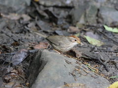 Pellorneum ruficeps