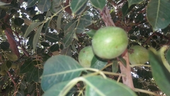 Sclerocarya birrea caffra