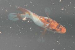 Amphilophus citrinellus